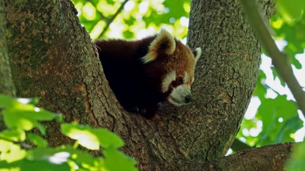 Kırmızı Panda Ailurus Fulgens Daha Küçük Panda Kırmızı Kedi Ayı — Stok video
