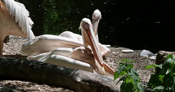 사다새 Great White Pelican Pelecanus Onocrotalus 사다새 속하는 새이다 — 비디오