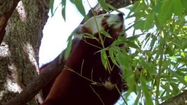 Kırmızı panda, Ailurus fulgens, daha küçük panda ve kırmızı kedi ayı olarak da bilinir..