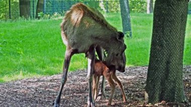 Geyik ya da geyik, Alces Alces geyik familyasındaki en büyük türdür. Geyikler, erkeklerin geniş, düz ya da palmat boynuzlarıyla ayırt edilir..