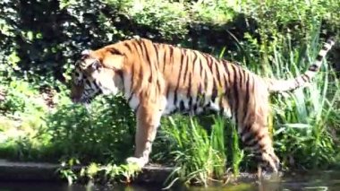 Sibirya kaplanı, Panthera tigris altaica dünyanın en büyük kedisidir.
