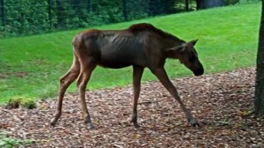 Geyik ya da geyik, Alces Alces geyik familyasındaki en büyük türdür. Geyikler, erkeklerin geniş, düz ya da palmat boynuzlarıyla ayırt edilir..