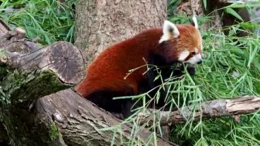 Kırmızı panda, Ailurus fulgens, daha küçük panda ve kırmızı kedi ayı olarak da bilinir..