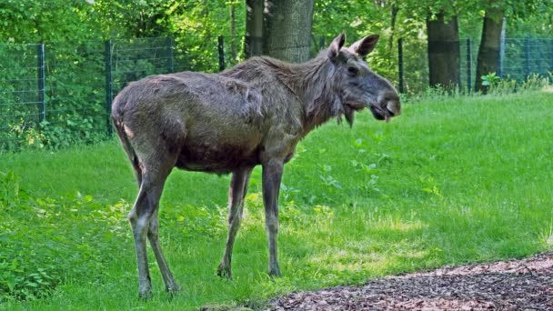 Alces Alces Maior Espécie Existente Família Dos Veados Alces São — Vídeo de Stock