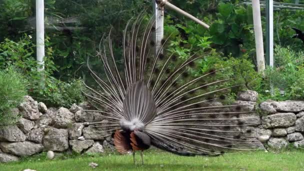 인도의 크리스타 Pavo Cristatus 색깔의 남아시아에 자생하는 공작의 일종이지만 세계의 — 비디오