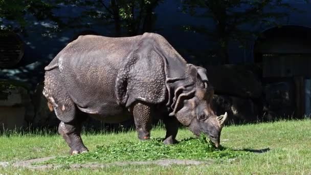 Rinoceronte Indio Rhinoceros Unicornis También Llama Rinoceronte Cuerno Mayor Rinoceronte — Vídeos de Stock