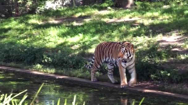 Siberian Tiger Panthera Tigris Altaica Biggest Cat World — Stock Video