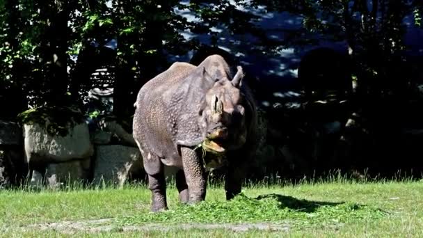 Indian Rhinoceros Rhinoceros Unicornis Also Called Greater One Horned Rhinoceros — Stock Video