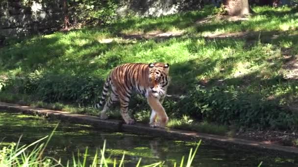 Siberian Tiger Panthera Tigris Altaica Biggest Cat World — Stock Video