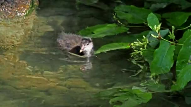 Közönséges Mór Gallinula Chloropus Más Néven Vízimadár Mocsári Csirke Mint — Stock videók