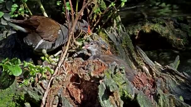 Moorhen Umum Gallinula Chloropus Juga Dikenal Sebagai Waterhen Ayam Rawa — Stok Video