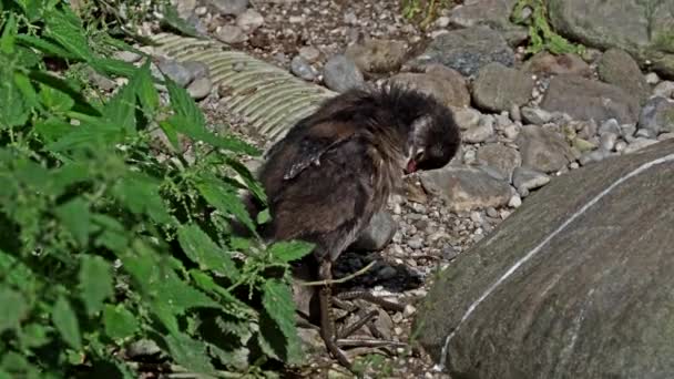 Gallinula Chloropus Znany Również Jako Kura Wodna Kurczak Bagienny Jako — Wideo stockowe