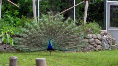 Hint Peafowl veya mavi Peafowl, Büyük ve parlak renkli bir kuş türüdür, Güney Asya 'ya özgü, fakat dünyanın diğer bölgelerinde de tanıtılan bir türdür..