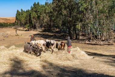 Gondar, Etiyopya - 07 Şubat 2020: Gondar ile Simien Dağları, Kuzey Etiyopya, Afrika arasındaki çiftliklerde çalışan tarım nüfusu