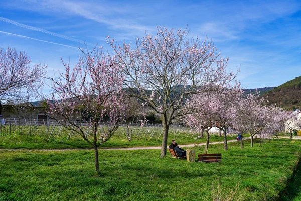 Gimmeldingen Alemania Marzo 2020 Almendros Prunus Dulcis Blooming Southern Wine — Foto de Stock