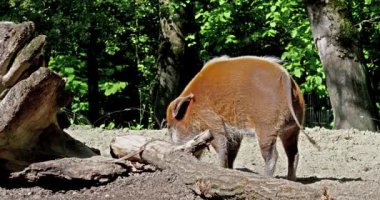 Kızıl nehir domuzu, Potamochoerus porcus, ayrıca çalı domuzu olarak da bilinir. Bu domuzun yer altında yiyecek bulmak için keskin bir koku alma duyusu var..
