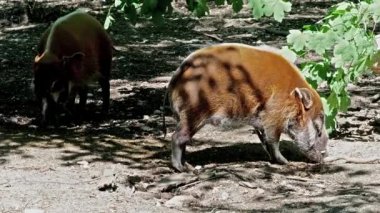 Kızıl nehir domuzu, Potamochoerus porcus, ayrıca çalı domuzu olarak da bilinir. Bu domuzun yer altında yiyecek bulmak için keskin bir koku alma duyusu var..