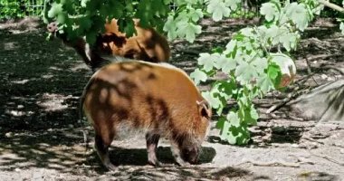 Kızıl nehir domuzu, Potamochoerus porcus, ayrıca çalı domuzu olarak da bilinir. Bu domuzun yer altında yiyecek bulmak için keskin bir koku alma duyusu var..