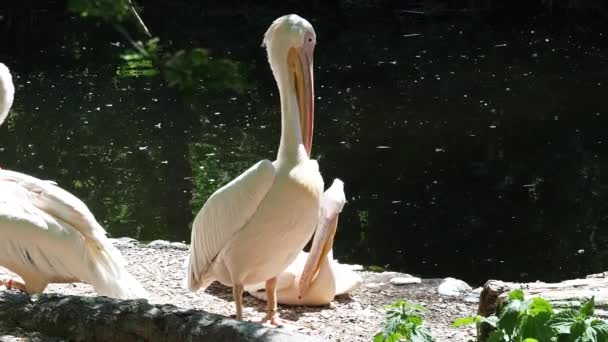 Gran Pelícano Blanco Pelecanus Onocrotalus También Conocido Como Pelícano Rosado — Vídeo de stock