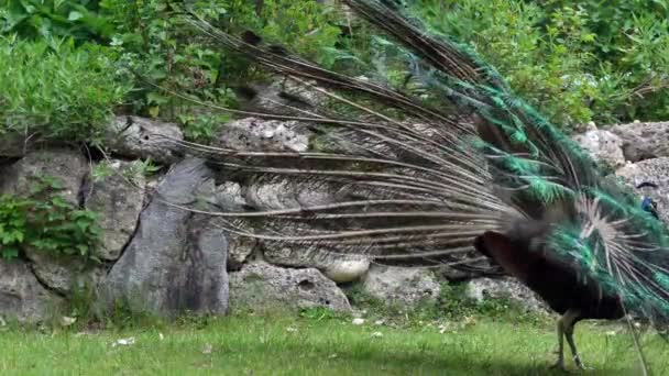 Den Indiska Peafowl Eller Blå Peafowl Pavo Cristatus Stor Och — Stockvideo