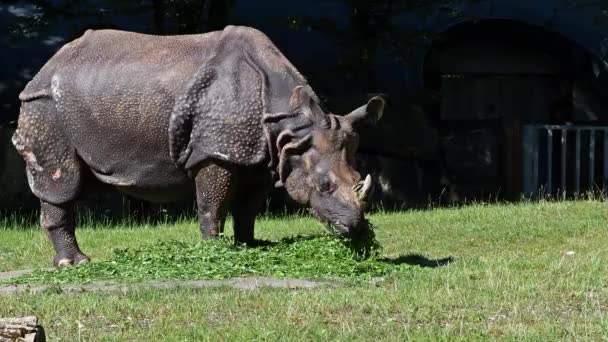 Indian Rhinoceros Rhinoceros Unicornis Also Called Greater One Horned Rhinoceros — Stock Video