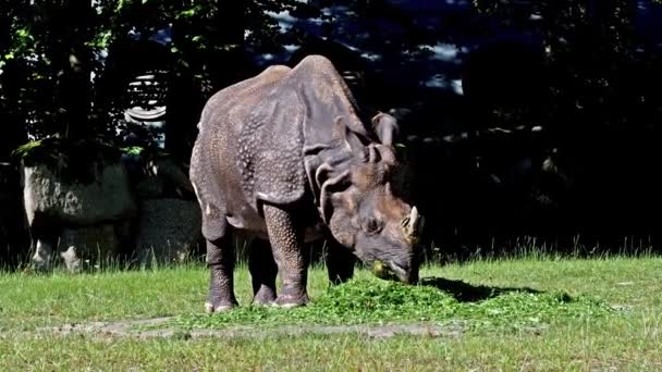 Rinoceronte Indiano Rhinoceros Unicornis Também Chamado Rinoceronte Chifre Grande Rinoceronte — Vídeo de Stock