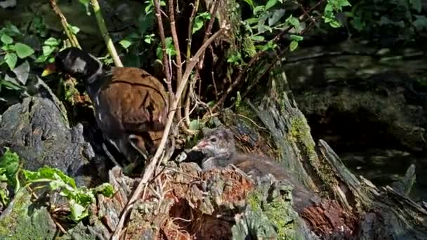 Moorhen Umum Gallinula Chloropus Juga Dikenal Sebagai Waterhen Ayam Rawa — Stok Video