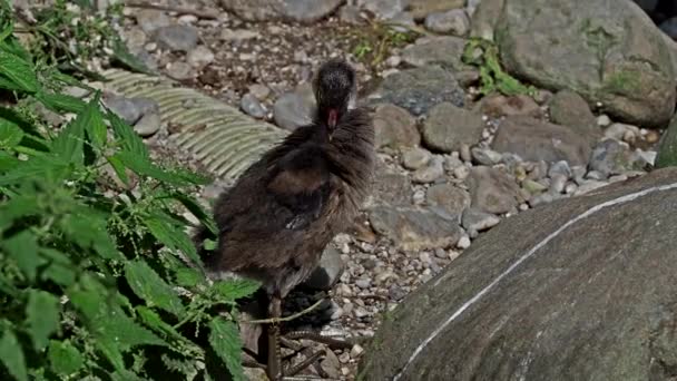 一般的なムーア人のガリンラ クロループ 英語版 沼の鶏としても知られ 青い湖の水で泳ぐ一般的なガリンラとしても知られている — ストック動画