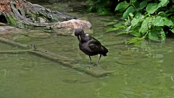 Lesklý Ibis Plegadis Falcinellus Pták Brodící Ibis Čeledi Threskiornithidae — Stock video