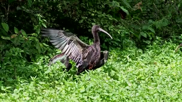 Glossy Ibis Plegadis Falcinellus Wading Bird Ibis Family Threskiornithidae — Stock Video