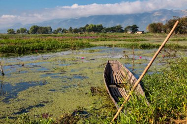 Myanmar 'daki Inle Gölü' ndeki nilüfer tarlası, Asya 'daki eski Burma.