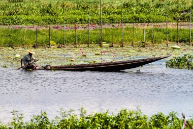 Myanmar 'daki Inle Gölü' ndeki nilüfer tarlası, Asya 'daki eski Burma.