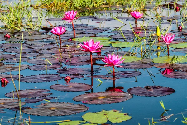 Lotusplantage Inle See Myanmar Dem Ehemaligen Burma Asien — Stockfoto