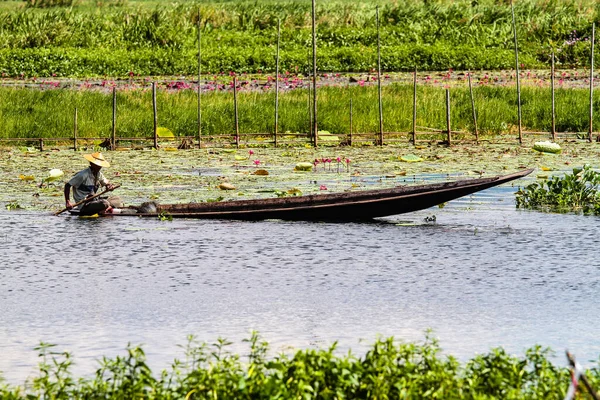 Plantation Lotus Sur Lac Inle Myanmar Ancienne Birmanie Asie — Photo
