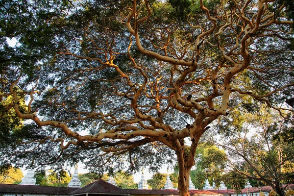 Big Banyan Tree Mandalay Myanmar Antiga Birmânia Ásia — Fotografia de Stock