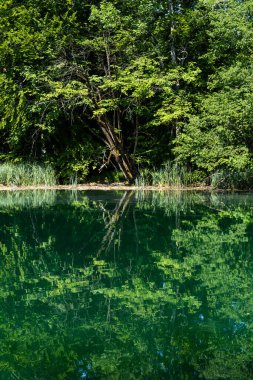 Hırvatistan 'daki Plitvice Gölleri Ulusal Parkı' nın güzel manzarası. Hırvatistan 'ın en eski ve en büyük ulusal parklarından biri. 1979 yılında UNESCO Dünya Mirası 'na eklendi.