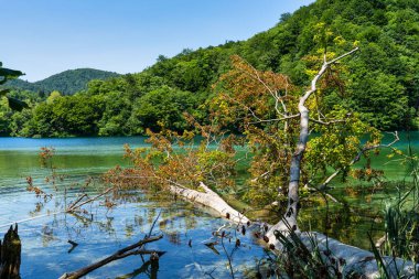 Hırvatistan 'daki Plitvice Gölleri Ulusal Parkı' nın güzel manzarası. Hırvatistan 'ın en eski ve en büyük ulusal parklarından biri. 1979 yılında UNESCO Dünya Mirası 'na eklendi.