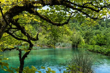 Hırvatistan 'daki Plitvice Gölleri Ulusal Parkı' nın güzel manzarası. Hırvatistan 'ın en eski ve en büyük ulusal parklarından biri. 1979 yılında UNESCO Dünya Mirası 'na eklendi.