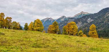 Ahornboden 'daki akçaağaç ağaçlarının sonbahar manzarası, Karwendel dağları, Tyrol, Avusturya