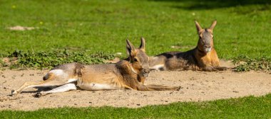 Patagonya Mara 'sı, Dolikotis patagonum. Gine domuzlarının bu büyük akrabaları Arjantin 'in Patagonya bozkırlarında yaygındır ama Paraguay gibi Güney Amerika' nın diğer bölgelerinde de yaşarlar..