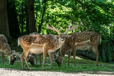 Fallow deer, Dama mezopotamya, Cervidae familyasından bir memeli türü..