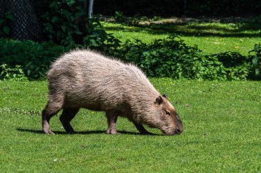 Capybara, Hydrochoerus hydrochaeris Güney Amerika 'da yaşayan bir memelidir. Dünyada yaşayan en büyük kemirgendir..