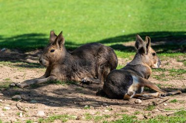 Patagonya Mara 'sı, Dolikotis patagonum. Gine domuzlarının bu büyük akrabaları Arjantin 'in Patagonya bozkırlarında yaygındır ama Paraguay gibi Güney Amerika' nın diğer bölgelerinde de yaşarlar..