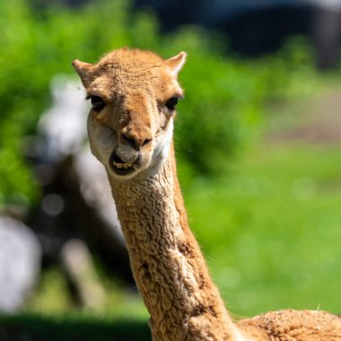 Vicunas, Vicugna Vicugna, And Dağları 'nın yüksek dağlık bölgelerinde yaşayan lama' nın akrabaları.