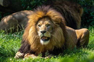 Aslan, Panthera leo, Panthera cinsindeki dört büyük kediden biridir ve Felidae familyasının bir üyesidir..