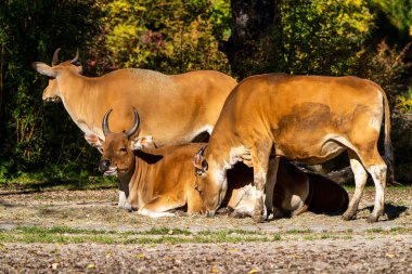 Banteng, Bos javanicus ya da Red Bull vahşi bir sığır türüdür ama sığır ve bizondan farklı olan temel özellikler vardır:.