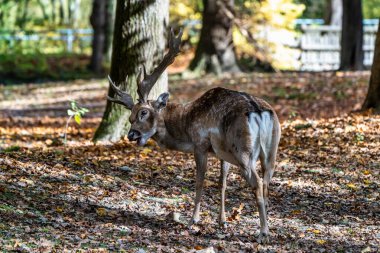 Fallow deer, Dama mezopotamya, Cervidae familyasından bir memeli türü..