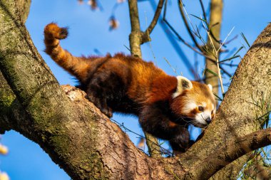 Kırmızı panda, Ailurus fulgens, daha küçük panda ve kırmızı kedi ayı olarak da bilinir..
