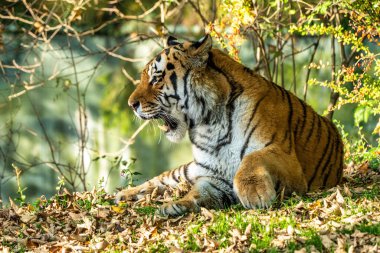 Sibirya kaplanı, Panthera tigris altaica dünyanın en büyük kedisidir.