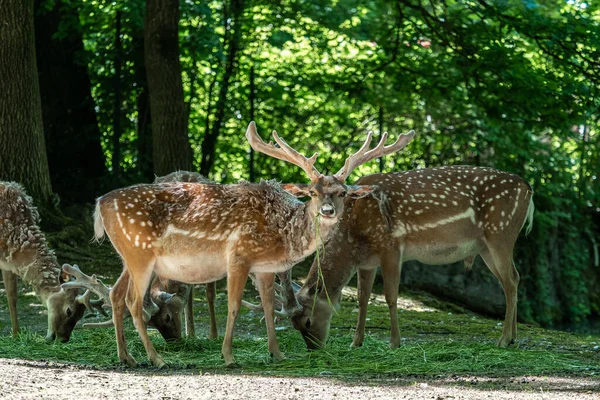 Dama Mesopotamica Mamífero Rumiante Perteneciente Familia Cervidae —  Fotos de Stock